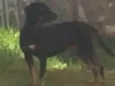 NEGÃO