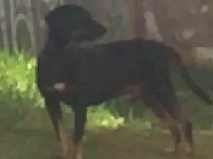Cachorro raça VIRA LATA idade 2 anos nome NEGÃO