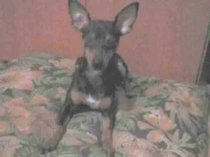 Cachorro raça pinsher idade 7 a 11 meses nome Vitória