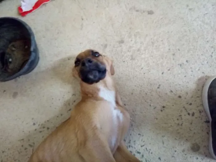 Cachorro ra a Viralata idade 3 anos nome Lara