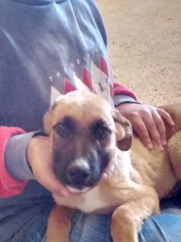 Cachorro ra a Viralata idade 3 anos nome Lara