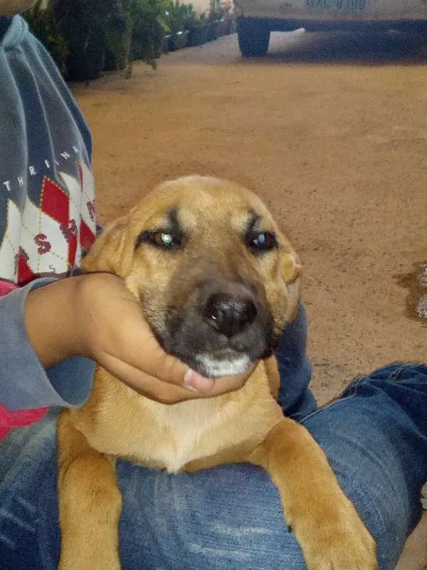 Cachorro ra a Viralata idade 3 anos nome Lara