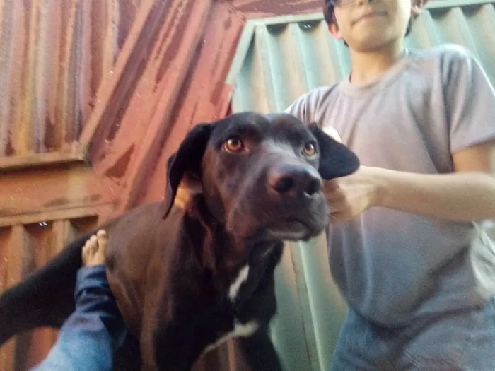 Cachorro ra a Viralata idade 3 anos nome Lara