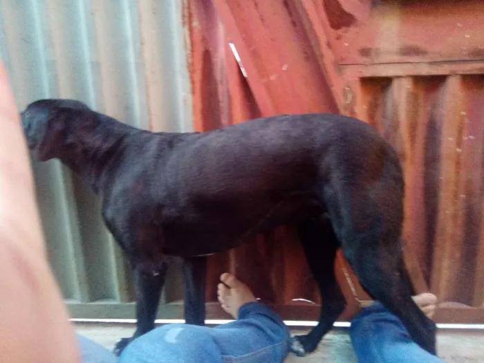 Cachorro ra a Viralata idade 3 anos nome Lara