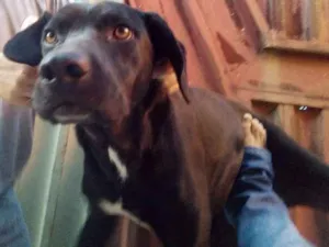 Cachorro raça Viralata idade 3 anos nome Lara