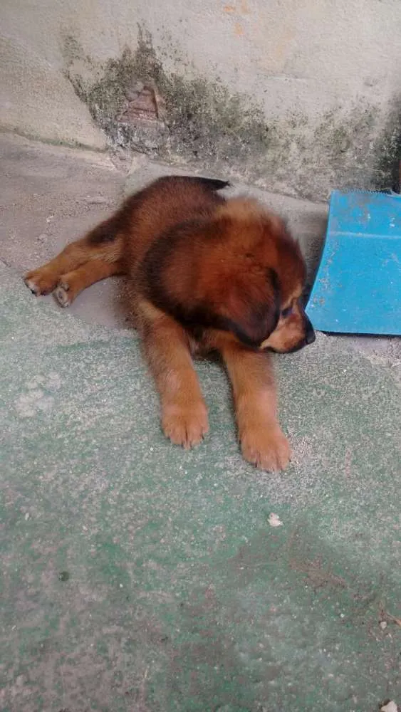 Cachorro ra a Piquines idade 2 a 6 meses nome Sem nome