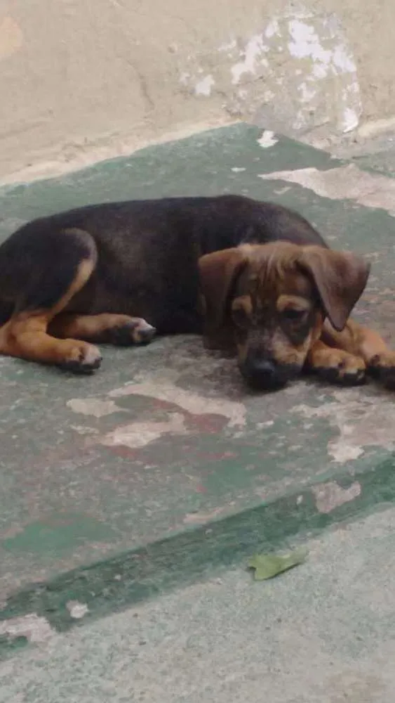 Cachorro ra a Piquines idade 2 a 6 meses nome Sem nome