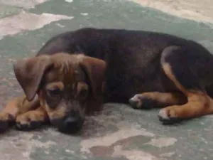 Cachorro raça Piquines idade 2 a 6 meses nome Sem nome