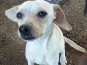 Cachorro raça SRD idade 7 a 11 meses nome Clara
