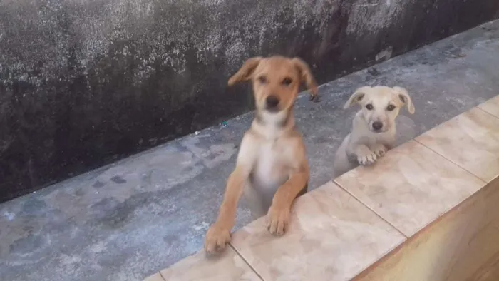 Cachorro ra a Lavrador  idade 2 a 6 meses nome Lilica 