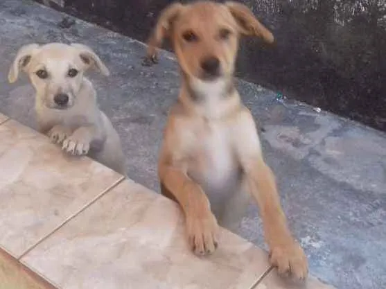 Cachorro ra a Lavrador  idade 2 a 6 meses nome Lilica 