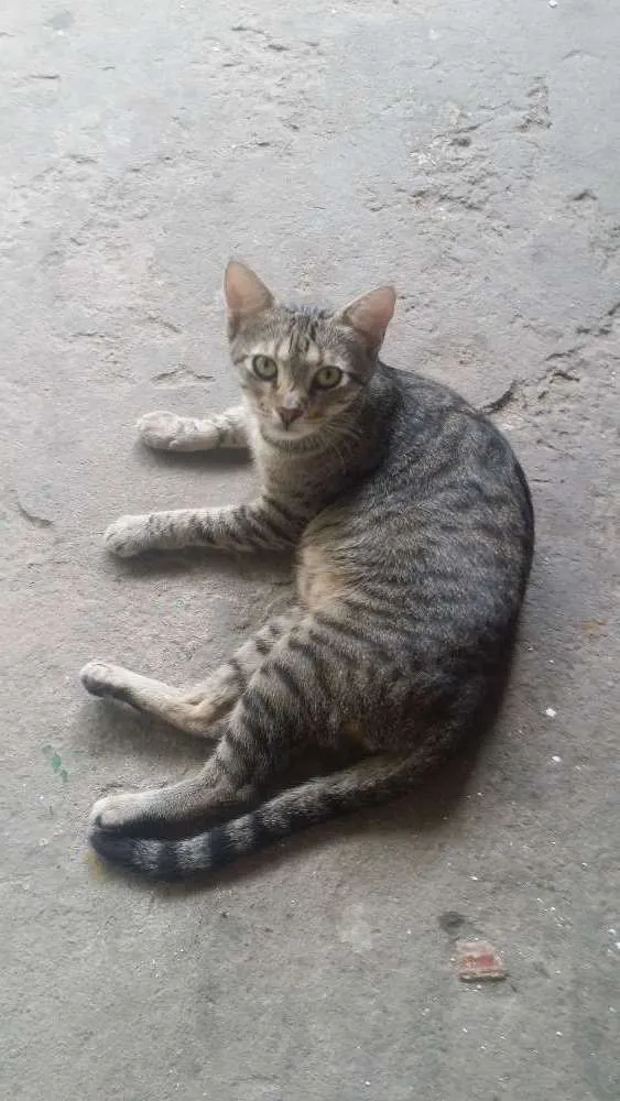 Gato raça Não tem  idade 2 anos nome Não tem nome