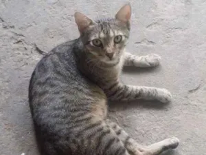 Gato raça Não tem  idade 2 anos nome Não tem nome