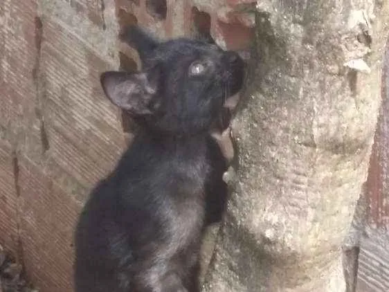 Gato raça Não tem  idade 2 anos nome Não tem nome