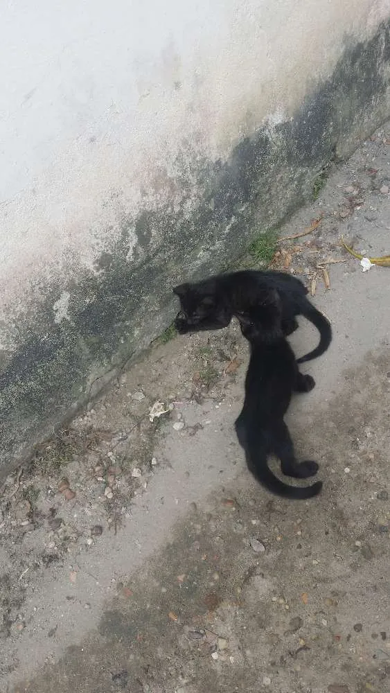 Gato raça Não tem  idade 2 anos nome Não tem nome