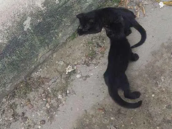 Gato raça Não tem  idade 2 anos nome Não tem nome