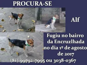 Cachorro raça Terrier Brasileiro idade 6 ou mais anos nome Alf