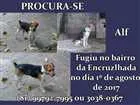 Cachorro raça Terrier Brasileiro idade 6 ou mais anos nome Alf