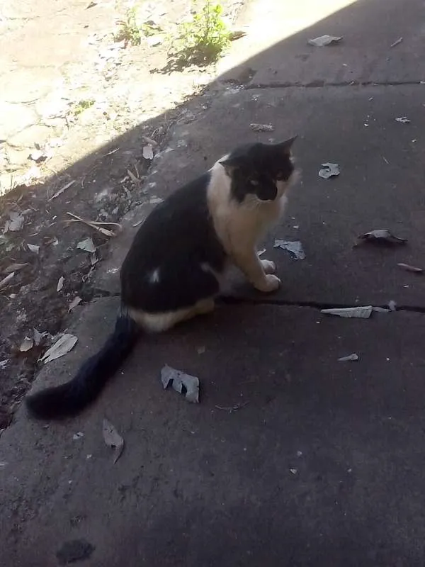 Gato ra a  idade  nome Sem Nome