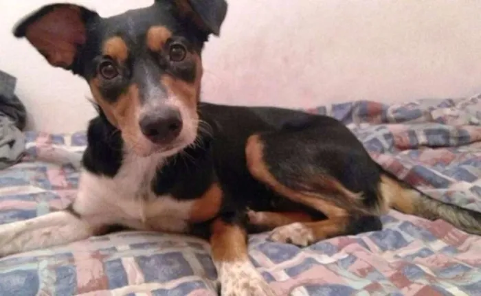 Cachorro ra a SRD idade 2 anos nome Leona