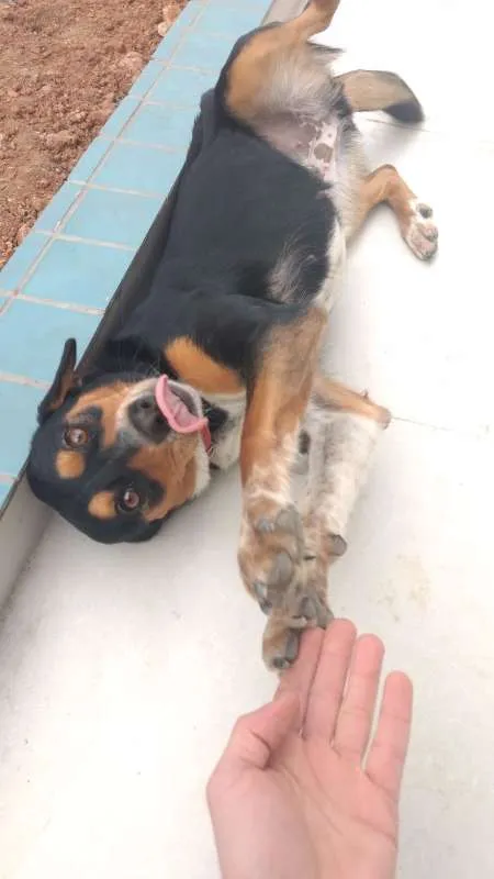 Cachorro ra a SRD idade 2 anos nome Leona