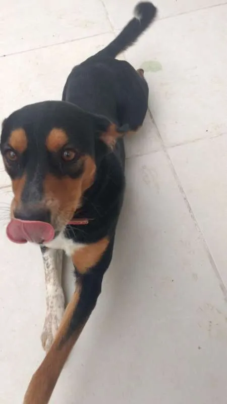 Cachorro ra a SRD idade 2 anos nome Leona