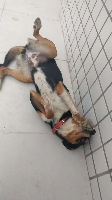 Cachorro ra a SRD idade 2 anos nome Leona