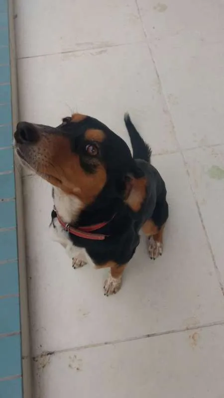 Cachorro ra a SRD idade 2 anos nome Leona