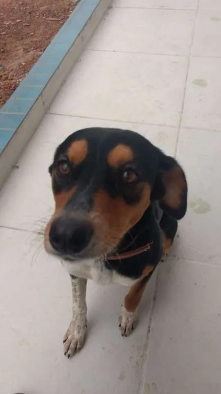 Cachorro ra a SRD idade 2 anos nome Leona