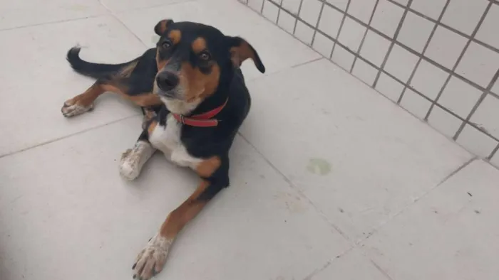 Cachorro ra a SRD idade 2 anos nome Leona