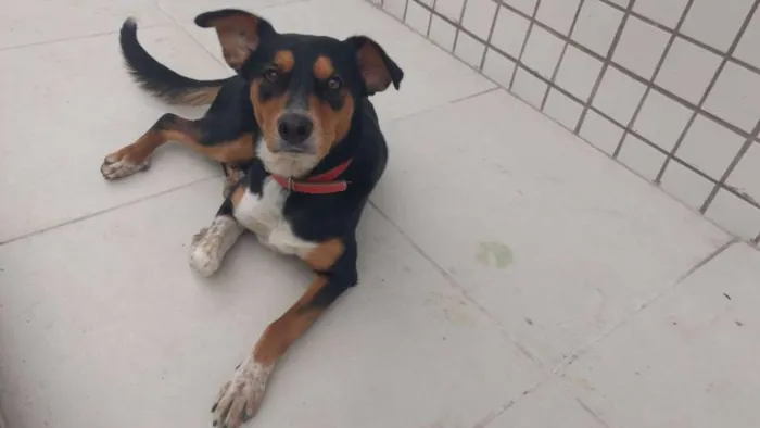 Cachorro ra a SRD idade 2 anos nome Leona