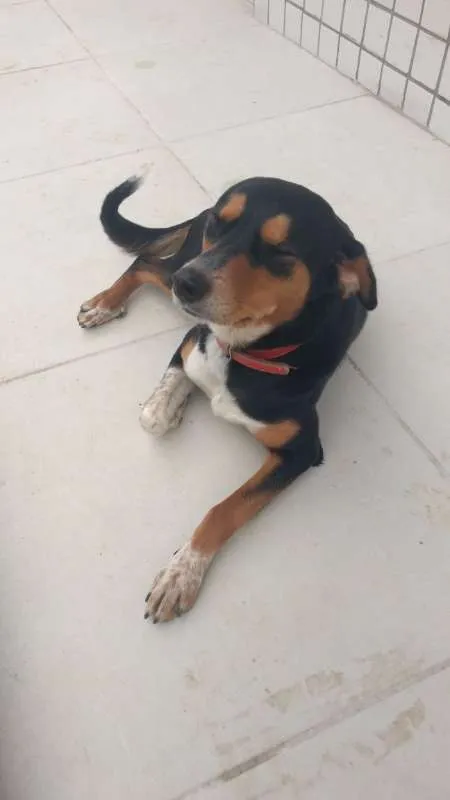 Cachorro ra a SRD idade 2 anos nome Leona