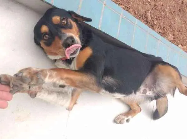 Cachorro ra a SRD idade 2 anos nome Leona