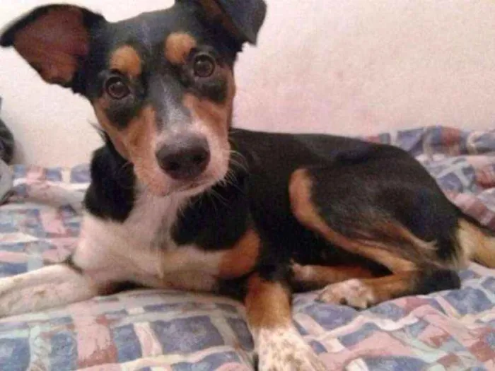 Cachorro ra a SRD idade 2 anos nome Leona