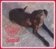 Jaque