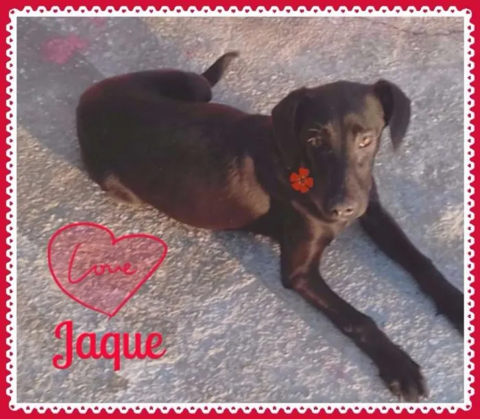 Cachorro ra a SRD idade 2 a 6 meses nome Jaque