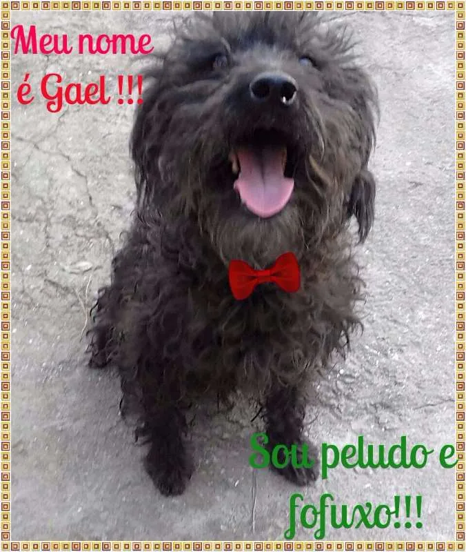 Cachorro ra a SRD idade 3 anos nome Gael