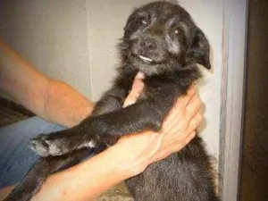 Cachorro raça SRD idade 2 a 6 meses nome Sorridente