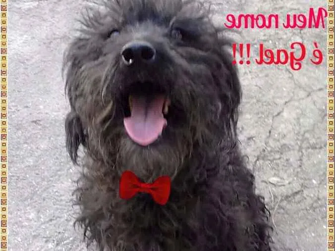 Cachorro ra a SRD idade 3 anos nome Gael