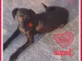 Jaque