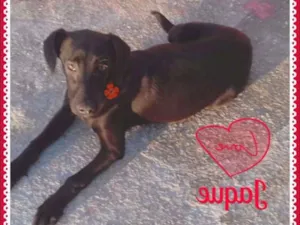Cachorro raça SRD idade 2 a 6 meses nome Jaque