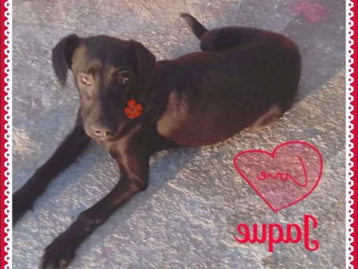 Cachorro ra a SRD idade 2 a 6 meses nome Jaque
