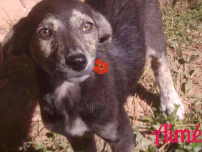 Cachorro ra a srd idade 2 a 6 meses nome Aimé