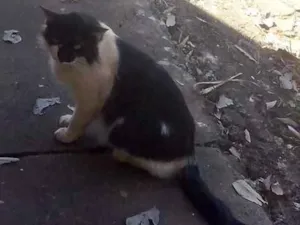 Gato raça  idade  nome Sem Nome