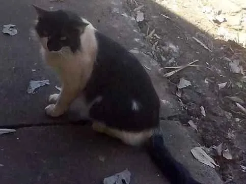 Gato ra a  idade  nome Sem Nome