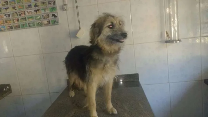 Cachorro ra a SRD idade 3 anos nome Joana