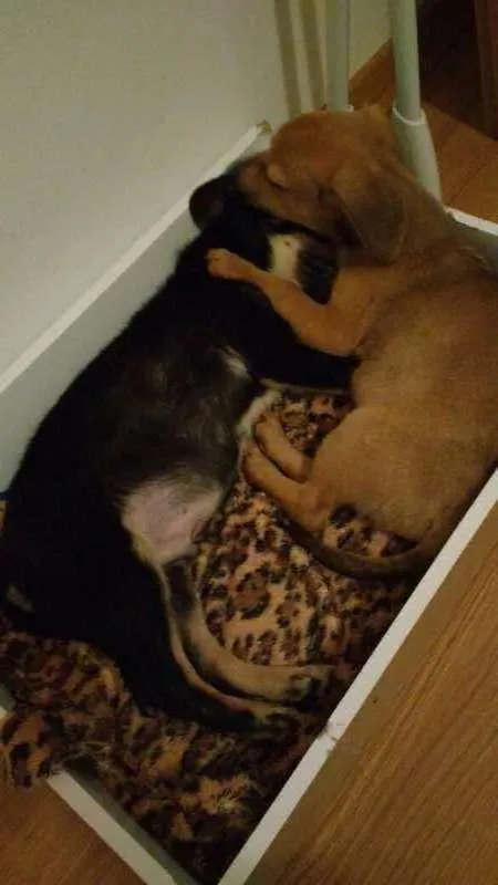 Cachorro ra a SRD idade 2 a 6 meses nome Caramelo