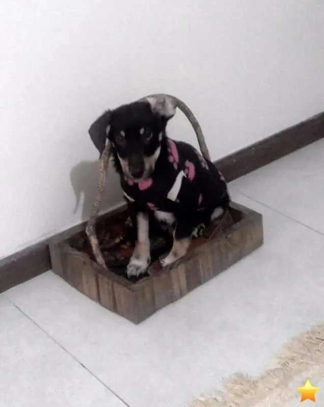 Cachorro ra a SRD idade 2 a 6 meses nome Preto