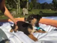 Elvis,Tatá,Elis