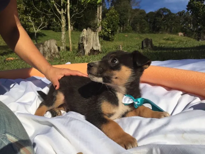 Cachorro ra a SRD idade 2 a 6 meses nome Elvis,Tatá,Elis
